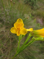 Alstroemeria sellowiana