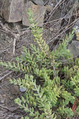 Crassula mesembryanthoides mesembryanthoides