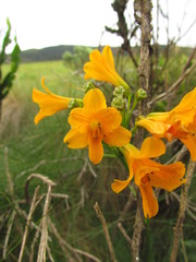Alstroemeria sellowiana