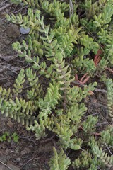 Crassula mesembryanthoides mesembryanthoides