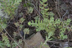 Crassula mesembryanthoides mesembryanthoides
