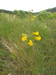 Alstroemeria sellowiana
