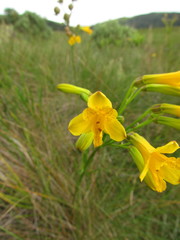 Alstroemeria sellowiana
