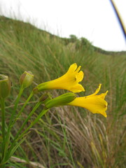 Alstroemeria sellowiana