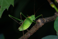 Leptophyes laticauda