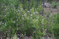 Plumbago auriculata