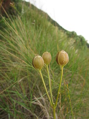 Alstroemeria sellowiana