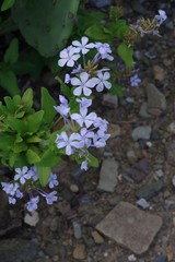 Plumbago auriculata