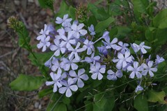 Plumbago auriculata