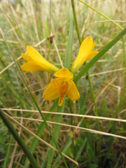 Alstroemeria sellowiana