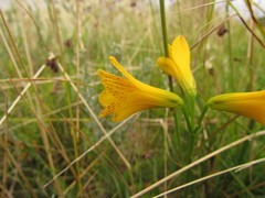 Alstroemeria sellowiana