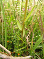 Alstroemeria sellowiana