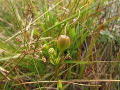 Alstroemeria sellowiana