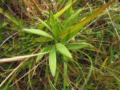 Alstroemeria sellowiana