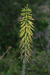 Aloiampelos tenuior decidua