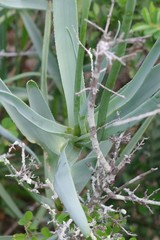 Aloiampelos tenuior decidua