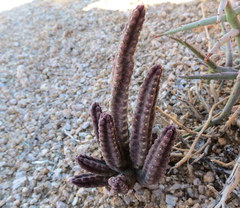 Stapelia