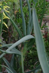 Aloiampelos tenuior decidua