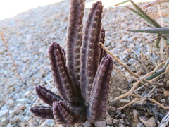 Stapelia