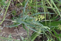 Aloiampelos tenuior decidua