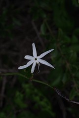 Jasminum multipartitum