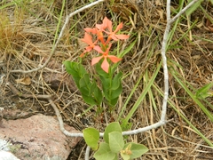 Mandevilla coccinea