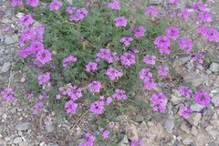 Glandularia aristigera