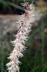 Holothrix scopularia