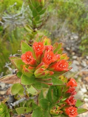Lobostemon sanguineus