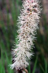 Holothrix scopularia