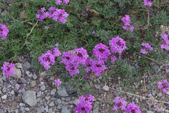 Glandularia aristigera