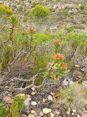 Lobostemon sanguineus