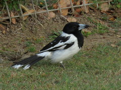 Pied Butcherbird photo 3