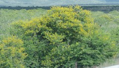 Vachellia karroo