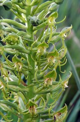 Habenaria tysonii