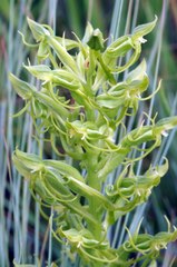 Habenaria tysonii