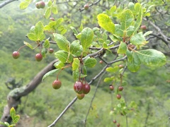 Bursera glabrifolia