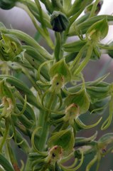 Habenaria tysonii