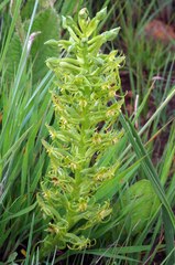 Habenaria tysonii