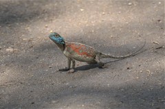 Agama armata
