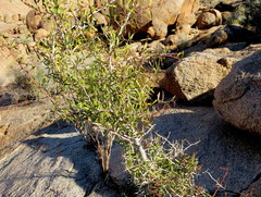 Gymnosporia gariepensis