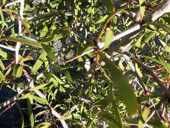 Gymnosporia gariepensis