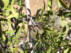 Gymnosporia gariepensis