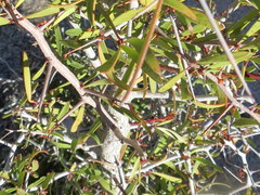 Gymnosporia gariepensis