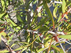 Gymnosporia gariepensis