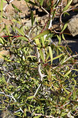 Gymnosporia gariepensis