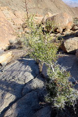 Gymnosporia gariepensis