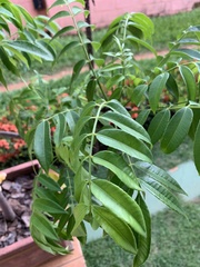 Magnoliopsida