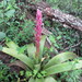 Tillandsia rubroviolacea - Photo (c) aliciacerchiai, some rights reserved (CC BY-NC), uploaded by aliciacerchiai