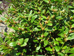 Alternanthera littoralis